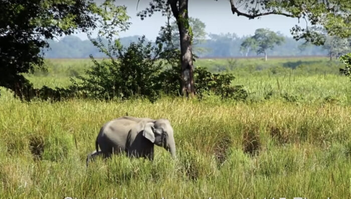 small elephant in a forested grassland